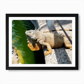 Iguana Art Print