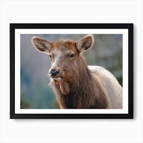 Female Elk Art Print