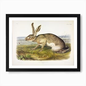Texian Hare, John James Audubon Art Print