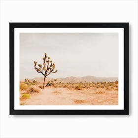 One Joshua Tree Art Print