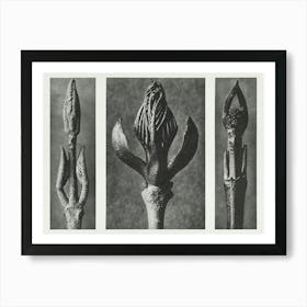 Beautyberry, Flowering Ash And Dogwood (1928), Karl Blossfeldt Art Print