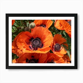 Close-up of red poppy blossoms Art Print