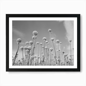 Onion Plants Gone To Seed,Canyon County, Idaho By Russell Lee Art Print