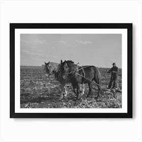 Clearing Space To Pile Topped Sugar Beets; This Makes Scooping Them Up Easier, East Grand Forks, Minnesota Art Print