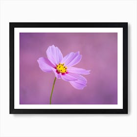 Cosmos Flower on Purple Art Print