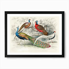 Common Peacock, Ringed Pheasant, Horned Pheasant, And Silver Pheasant, Oliver Goldsmith Art Print