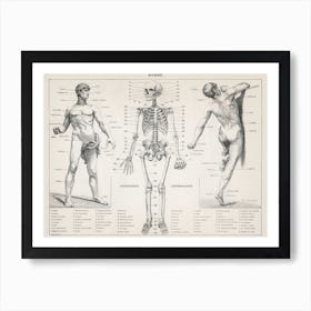 The Human Body Art Print