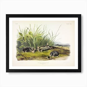 Townsend'S Shrew Mole, John James Audubon Art Print