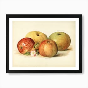 Vintage Illustration Of Apple, John Wright Art Print