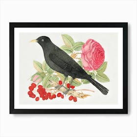 Blackbird With Roses Art Print