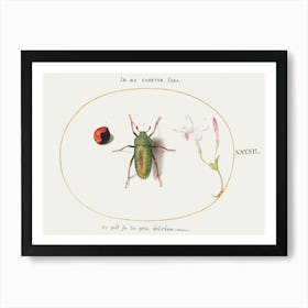 Jewel Beetle With A Plant Gall And A Flower (1575–1580), Joris Hoefnagel Art Print