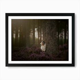 Australian Shepherd In The Woods- Scotland Highland UK dog photo print - moody animal photography Art Print