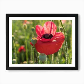 Red poppy blossom with beauty spot Art Print