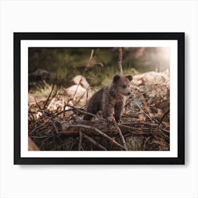 Little Brown Bear In Woods Art Print