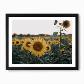 Sunflower Field Art Print