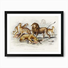 Asiatic Lion, Lioness, Bengal Tiger, Leopard, And Jaguar, Oliver Goldsmith Art Print