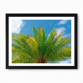 Florida Palm Art Print