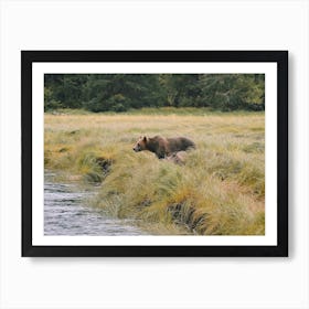 Grizzly Bear Near Creek Art Print