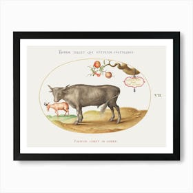 A Bull And A Horned Animal (1575–1580), Joris Hoefnagel Art Print