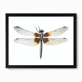  Dragonfly Wandering Glider Minimal Illustration  Art Print