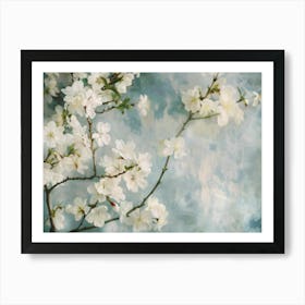 White Cherry Blossoms Art Print