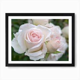 White Roses Art Print