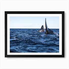 Humpback Whales Art Print