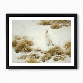 Vinterhare Bland Tuvor - The Snow Hare by Bruno Liljefors (1906) Art Print