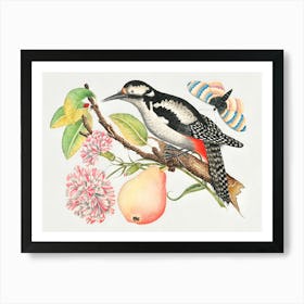 Woodpecker 4 Art Print