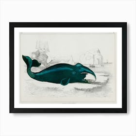 Whale, Oliver Goldsmith Art Print