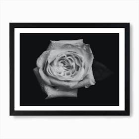 Dewy Black and White Rose Art Print