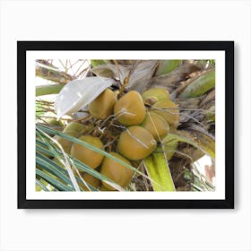Coconuts On A Tree Maldives Tropical Art Print