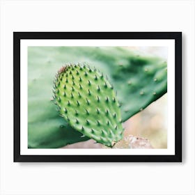 Close Up of a green cactus // Ibiza Nature & Travel Photography Art Print