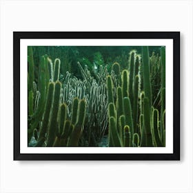 Succulent Garden Of California Art Print