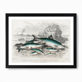 Twaite Shad, Herrings, Sprats Or Garvies, Pilchard, Anchovy, And White Bait, Oliver Goldsmith Art Print