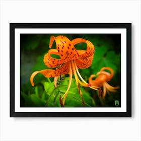 Orange Lily 20190812 05ppub Art Print