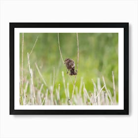 Back Of Female Red Winged Blackbird Poster