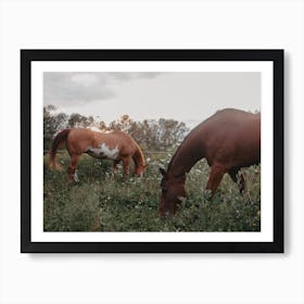 Horses At Sunset Art Print