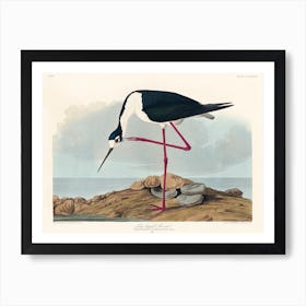 Long Legged Avocet, Birds Of America, John James Audubon Art Print