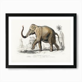 Asiatic Elephant (Elephas Maximus), Charles Dessalines D'Orbigny Art Print