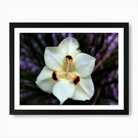 White Iris Art Print