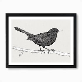 Blackbird pen drawing Art Print