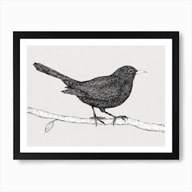 Blackbird pen drawing Poster