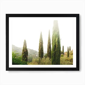 Cypress Trees In Tuscany Art Print