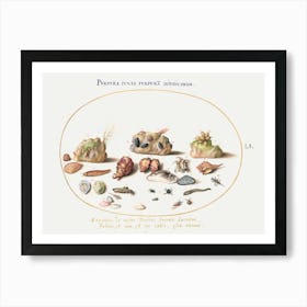 Murex Mollusks, Shells, Hermit Crabs, Slug, Insects And Other Sea Life (1575–1580), Joris Hoefnagel Art Print