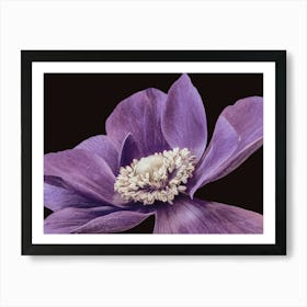 Purple Anemone Art Print