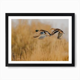Mallard Ducks Flying Art Print