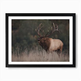 Colorado Bull Elk Art Print