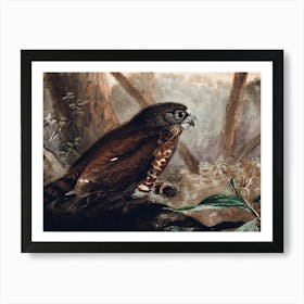 Hawk Owl 1 Art Print