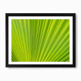 Close-up of a green palm leaf Art Print